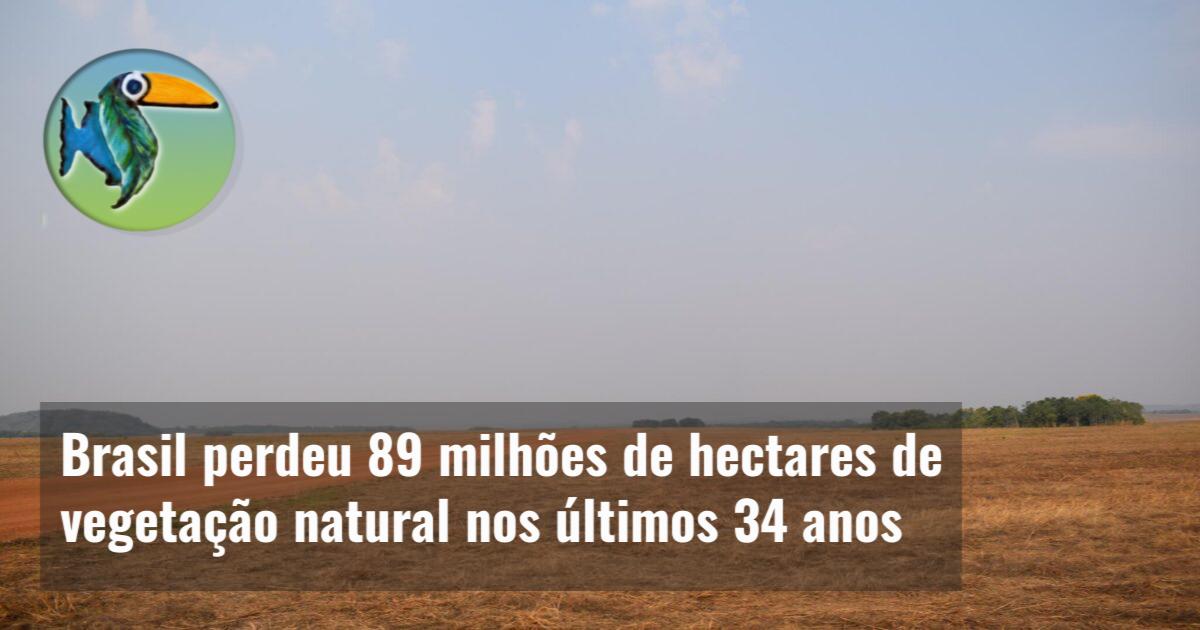 Brasil Perdeu 89 Milhões De Hectares De Vegetação Natural Nos últimos 34 Anos Ecoamazônia 4793