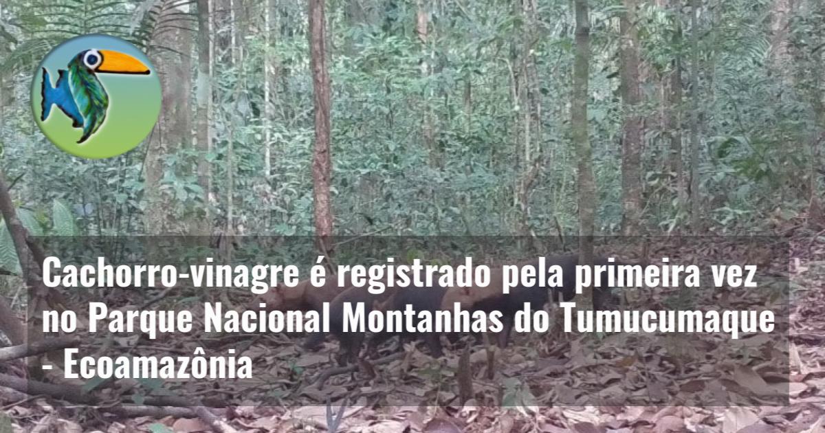 Cachorro-vinagre é registrado pela primeira vez no Parque Nacional Montanhas do Tumucumaque