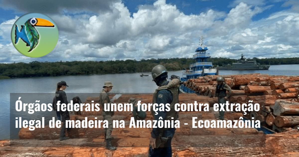 Órgãos federais unem forças contra extração ilegal de madeira na Amazônia