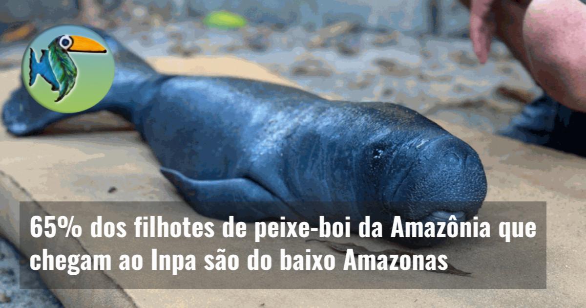 65% dos filhotes de peixe-boi da Amazônia que chegam ao Inpa são do baixo Amazonas