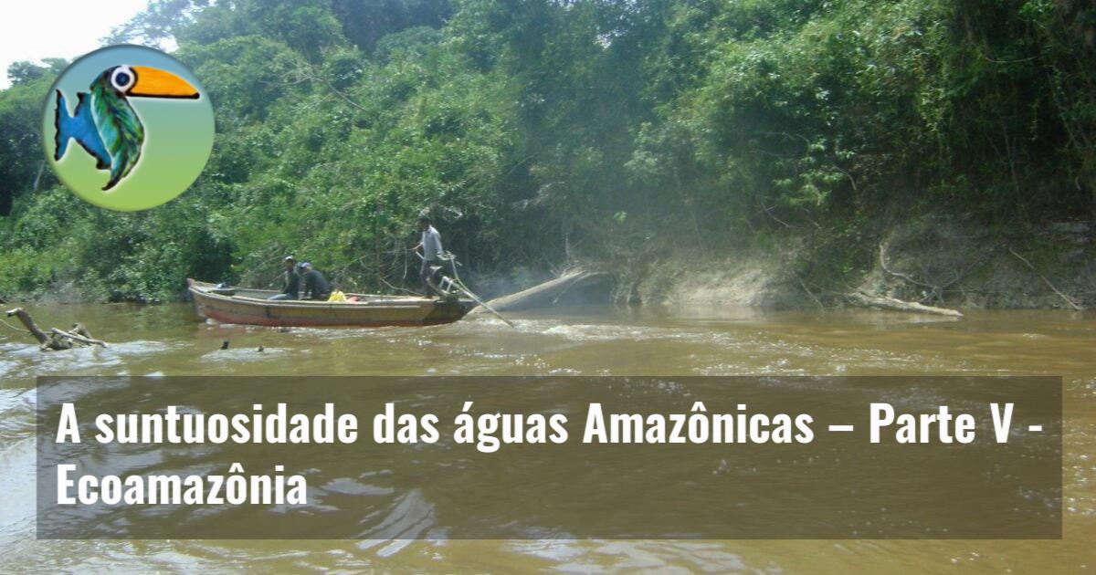 A suntuosidade das águas Amazônicas – Parte V