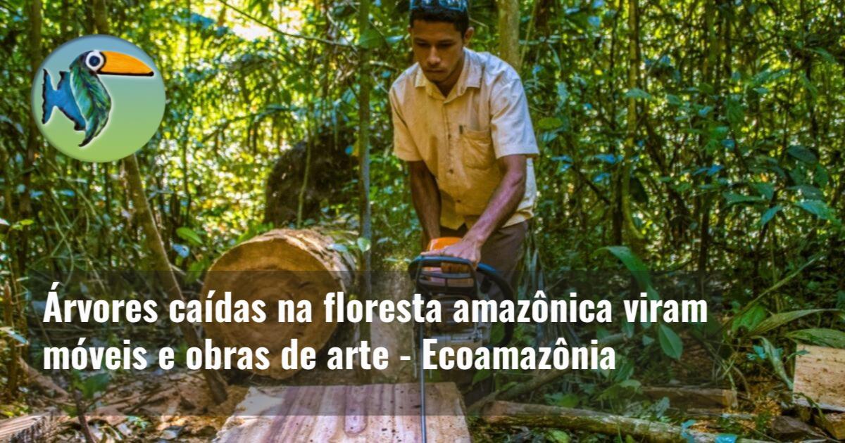 Árvores caídas na floresta amazônica viram  móveis e obras de arte