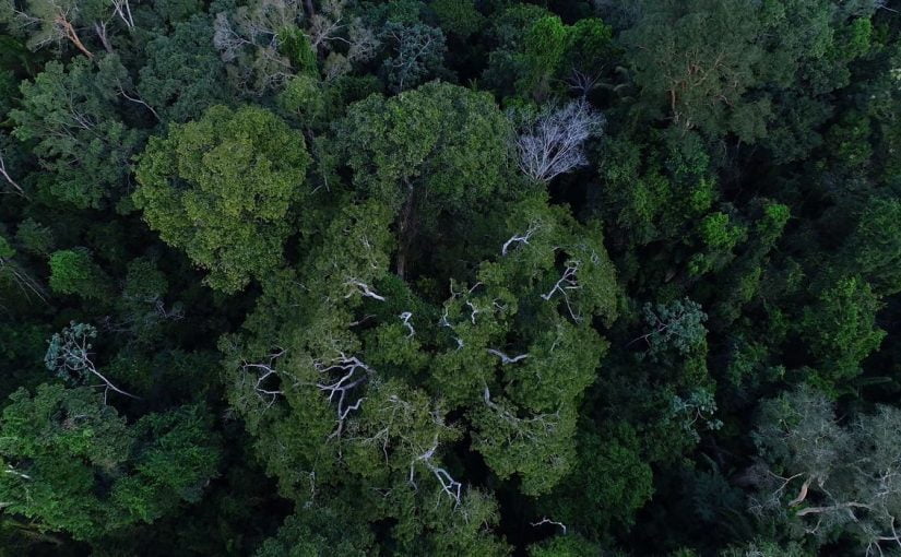 Na COP27, Brasil lista ações de sustentabilidade dos últimos 4 anos